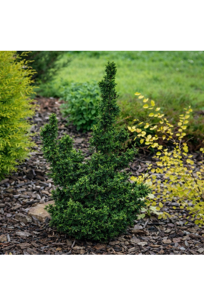 Thuja Malonyana Holub